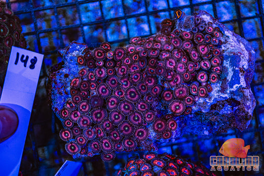 WYSIWYG 148 Zoa