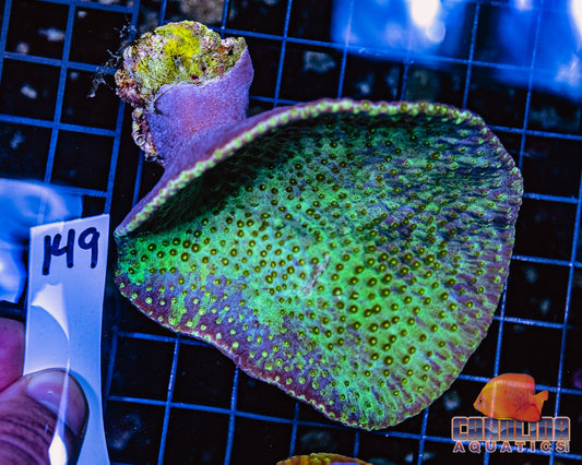 WYSIWYG 149 Cup Coral