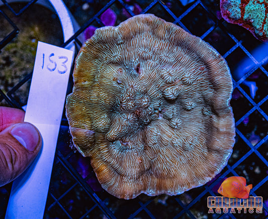 WYSIWYG 153 Plating Coral