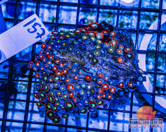 WYSIWYG 157 Zoa