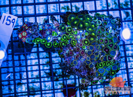 WYSIWYG 159 Zoa