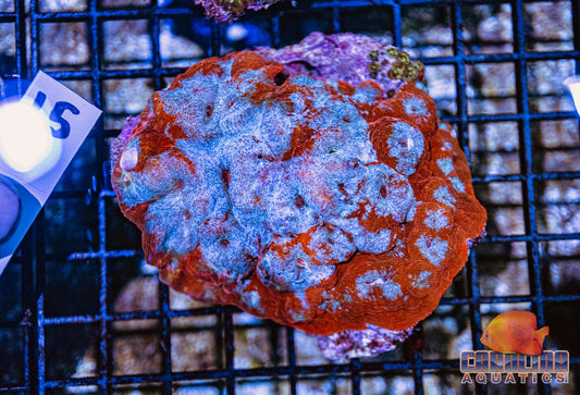WYSIWYG 15 Mushroom