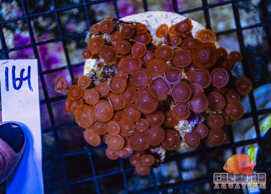 WYSIWYG 164 Button Polyp