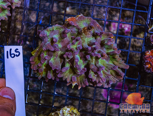 WYSIWYG 165 Pectinia