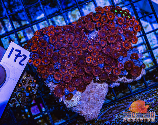WYSIWYG 172 Zoa