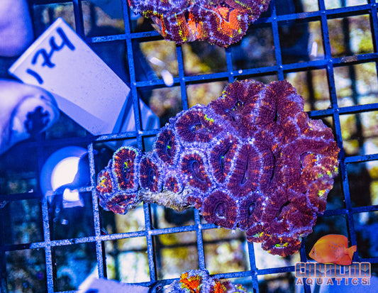 WYSIWYG 174 Acan