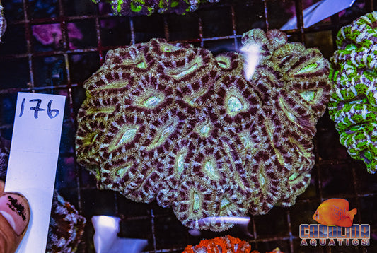 WYSIWYG 176 Acan