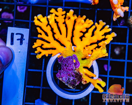 WYSIWYG 17 Lace Coral