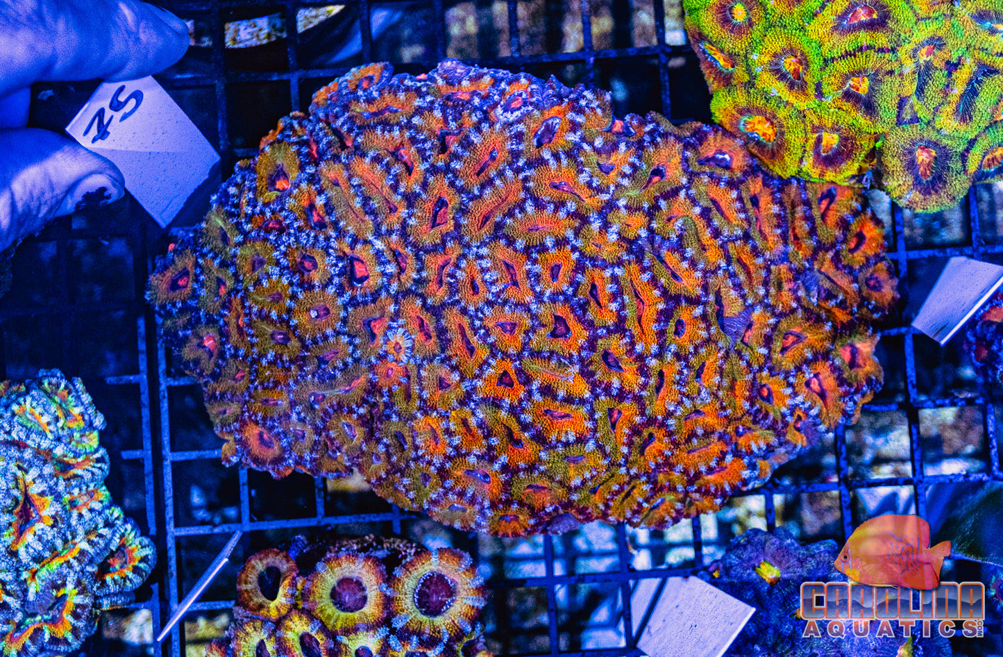 WYSIWYG 75 Acan