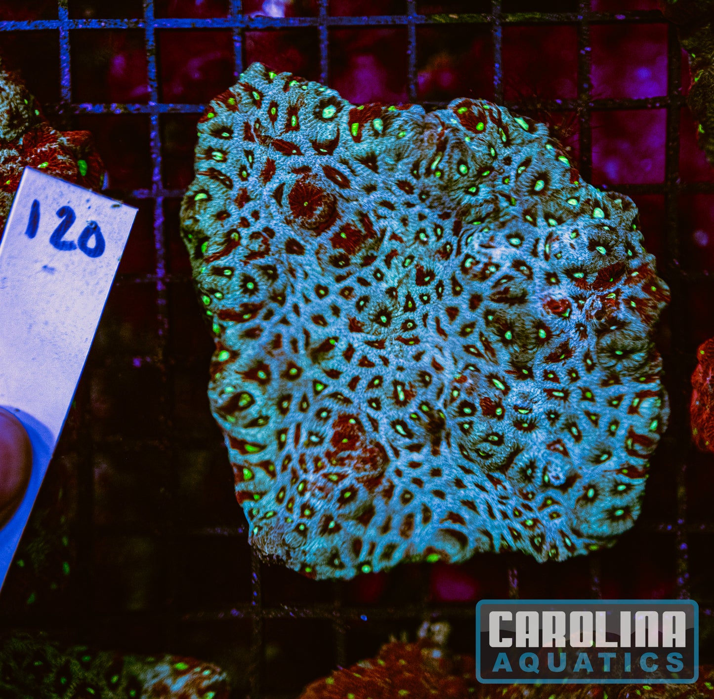 WYSIWYG 120 War Coral