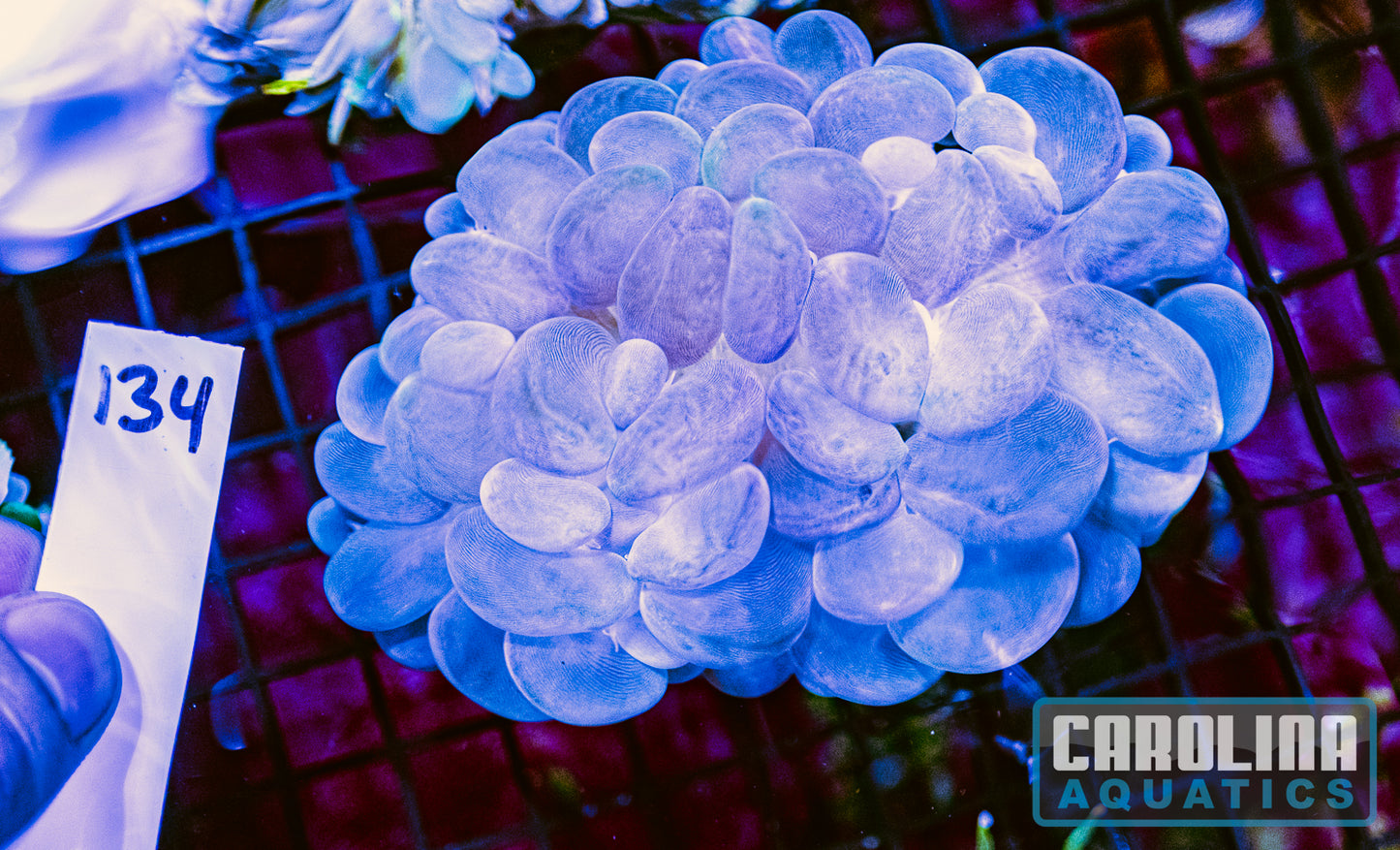 WYSIWYG 134 Bubble Coral