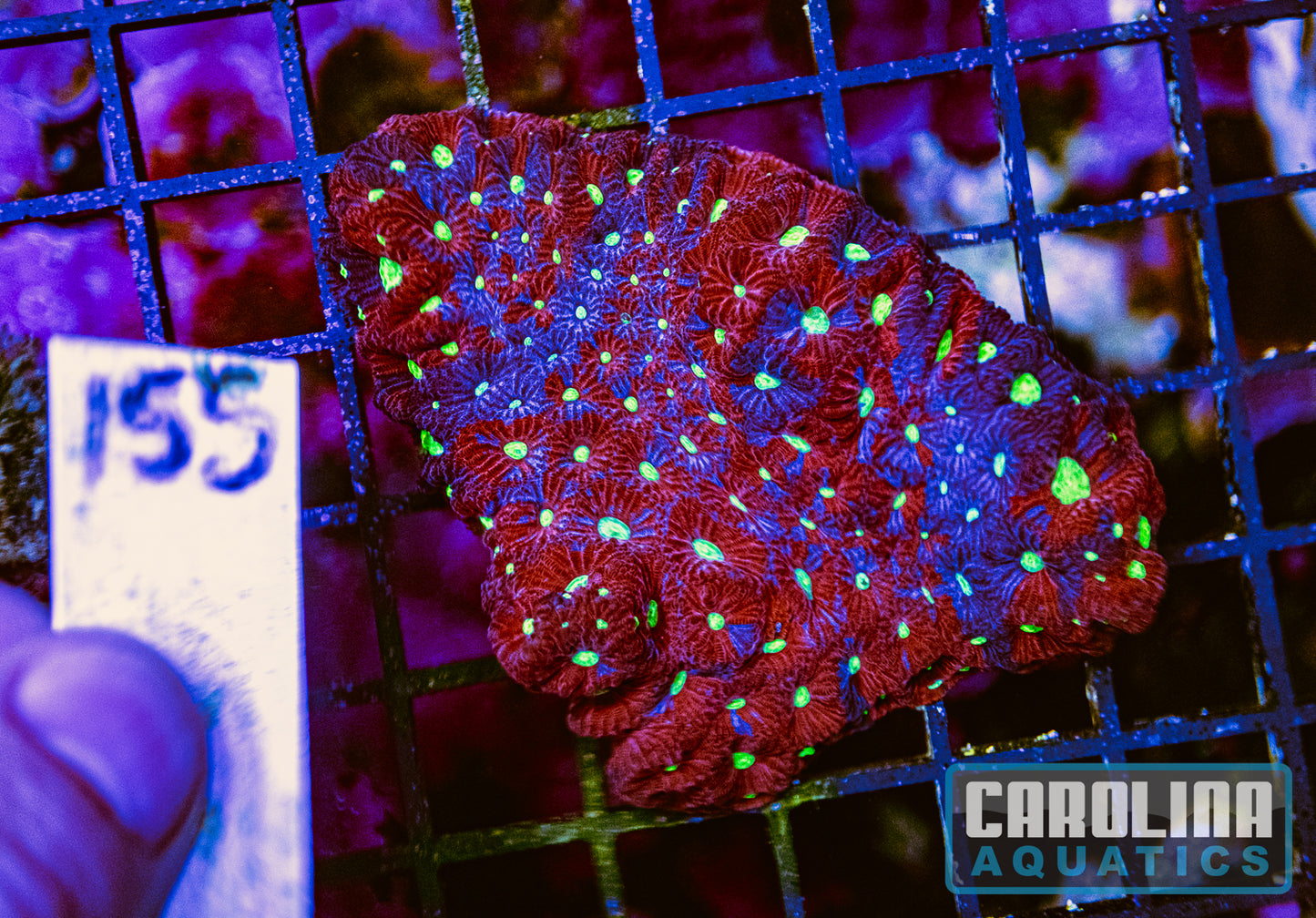 WYSIWYG 155 War Coral