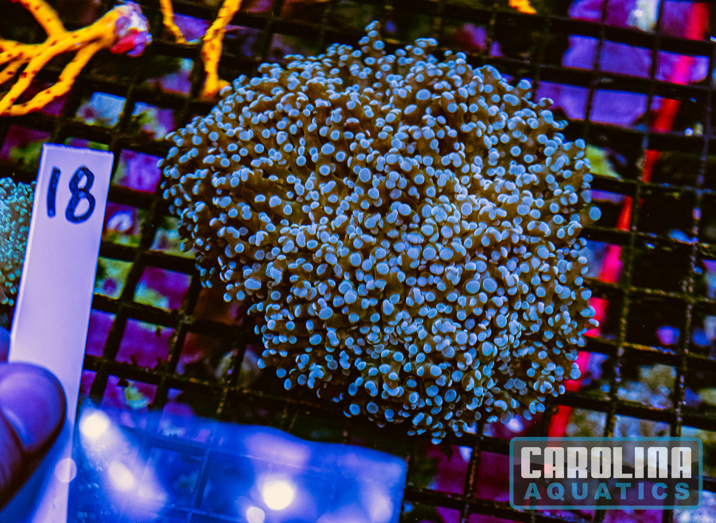 WYSIWYG 18 Branching Frogspawn