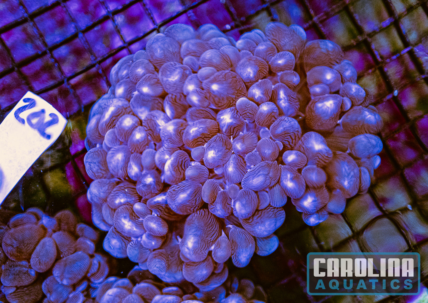 WYSIWYG 202 Bubble Coral