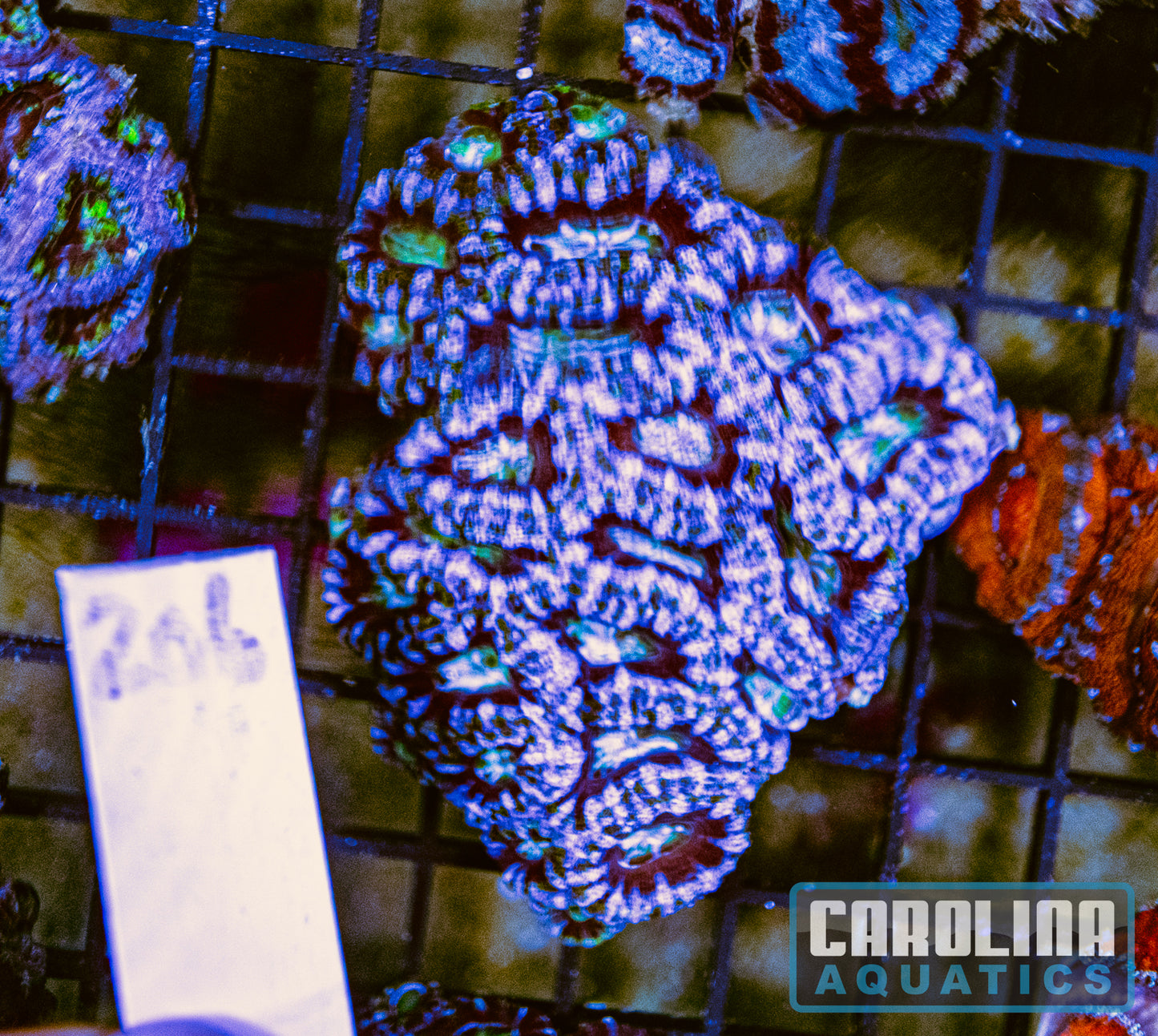 WYSIWYG 206 Acan