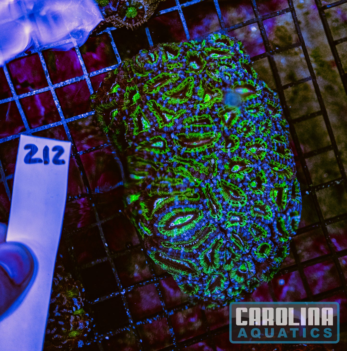 WYSIWYG 212 Acan