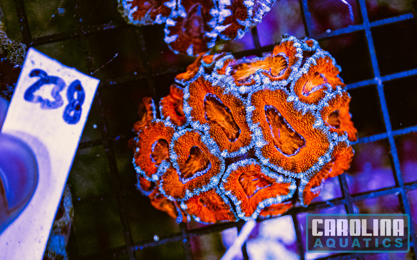 WYSIWYG 238 Acan