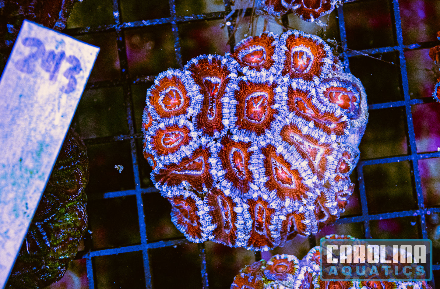 WYSIWYG 243 Acan