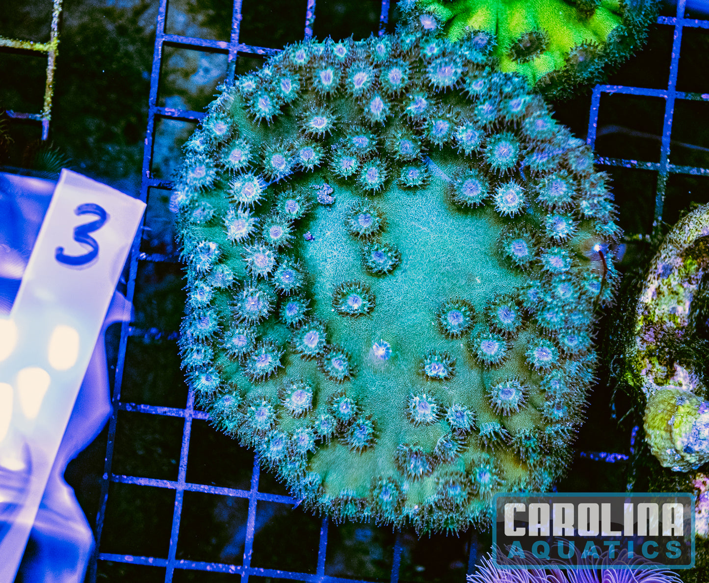 WYSIWYG 3 Cup Coral
