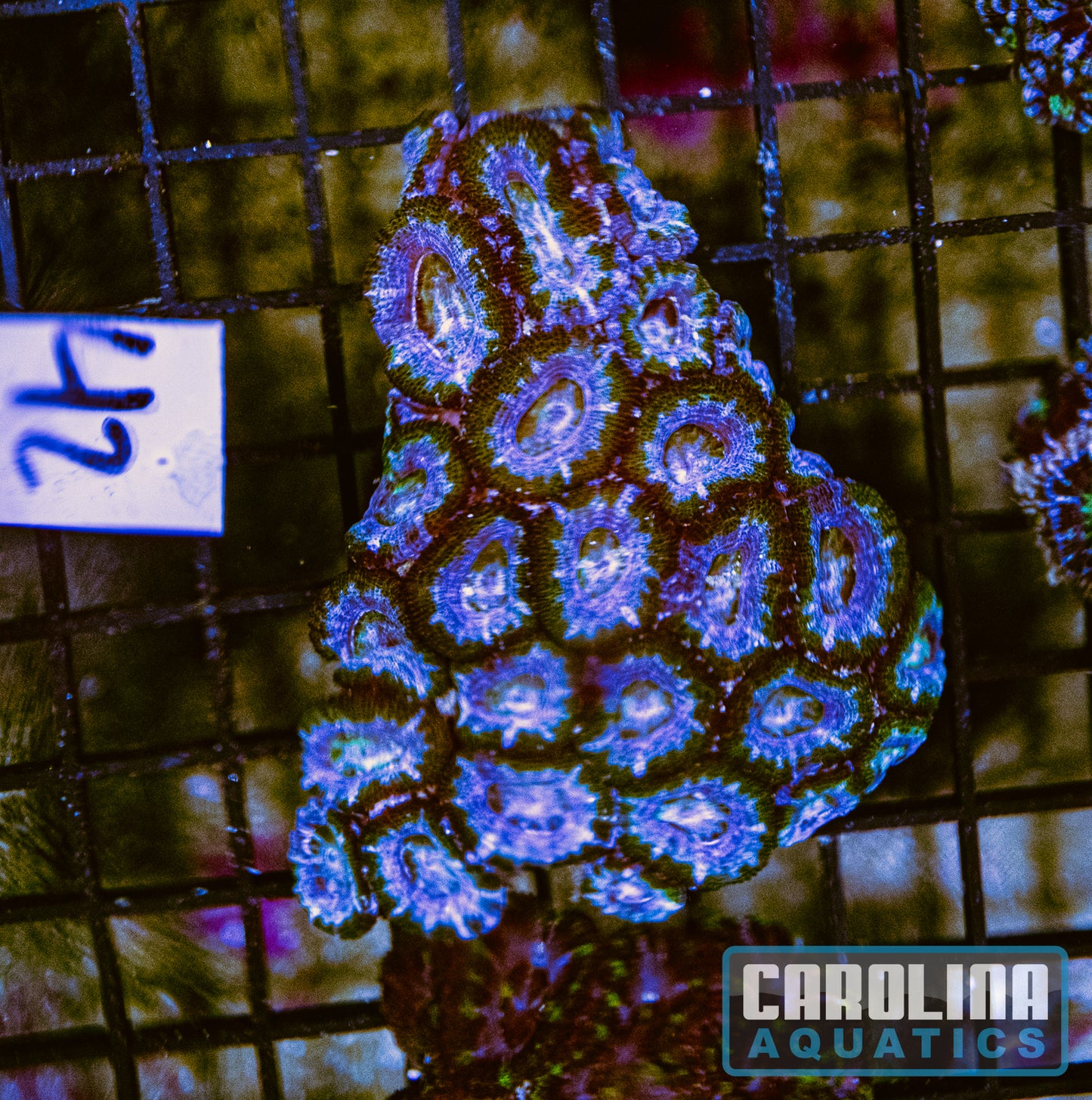 WYSIWYG 42 Acan