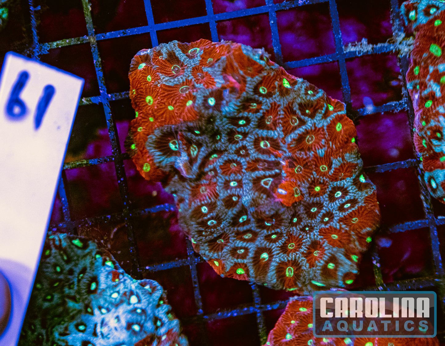 WYSIWYG 61 War Coral