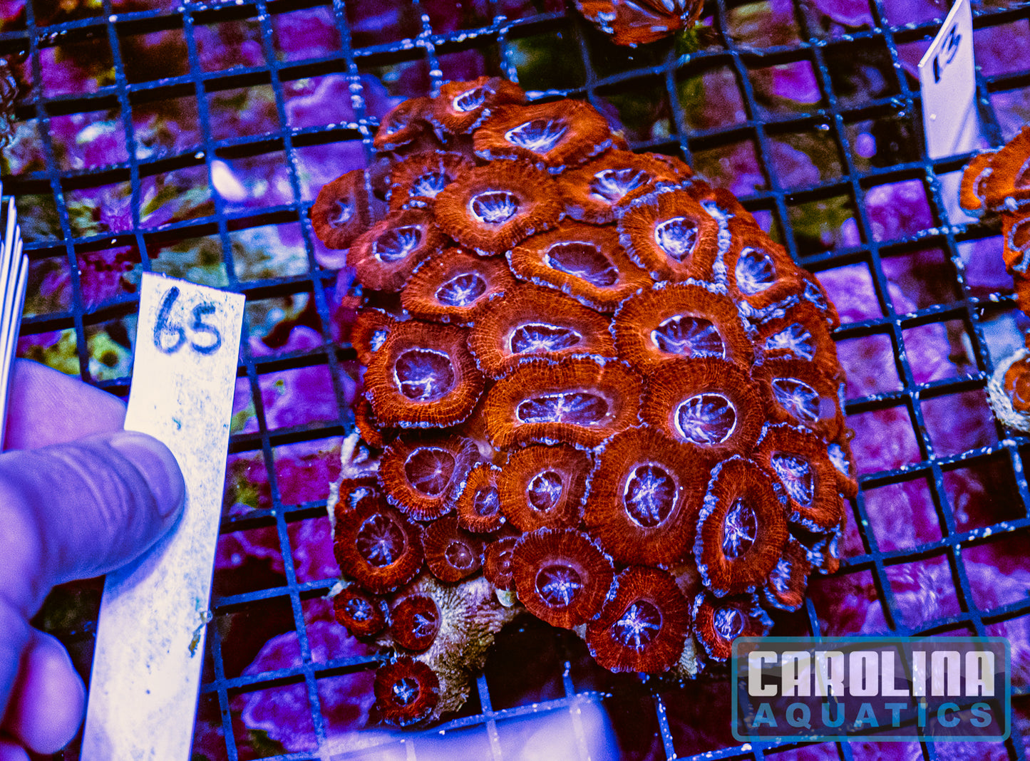 WYSIWYG 65 Acan