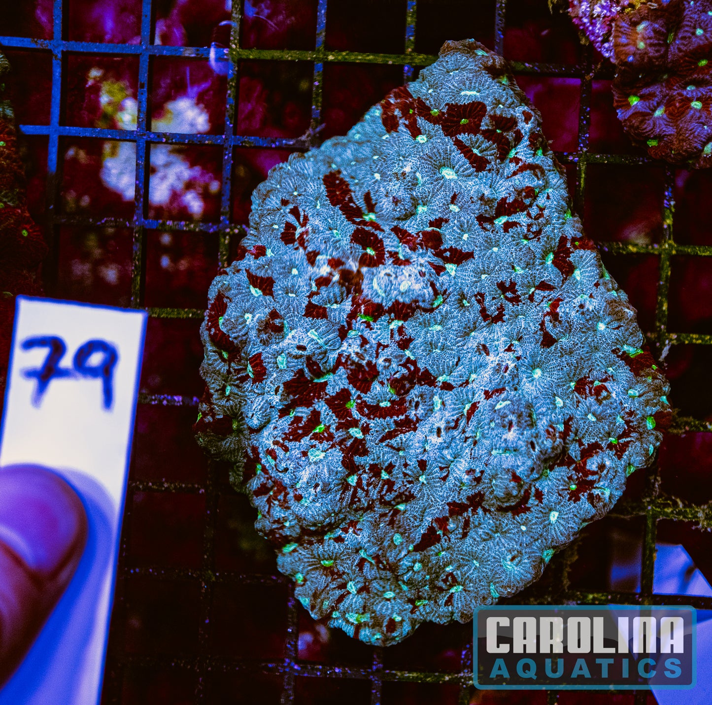 WYSIWYG 79 War Coral
