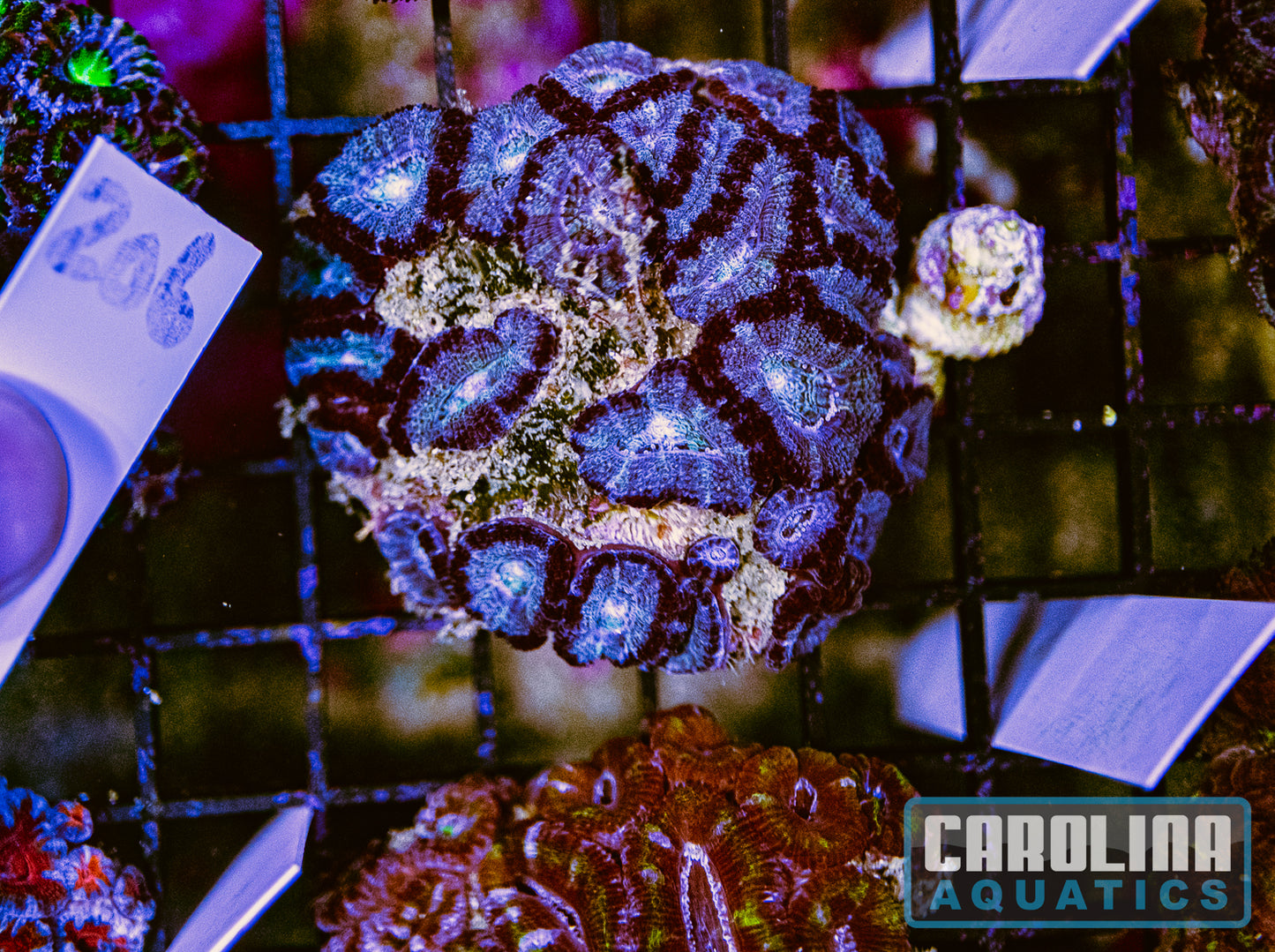 WYSIWYG 206 Acan