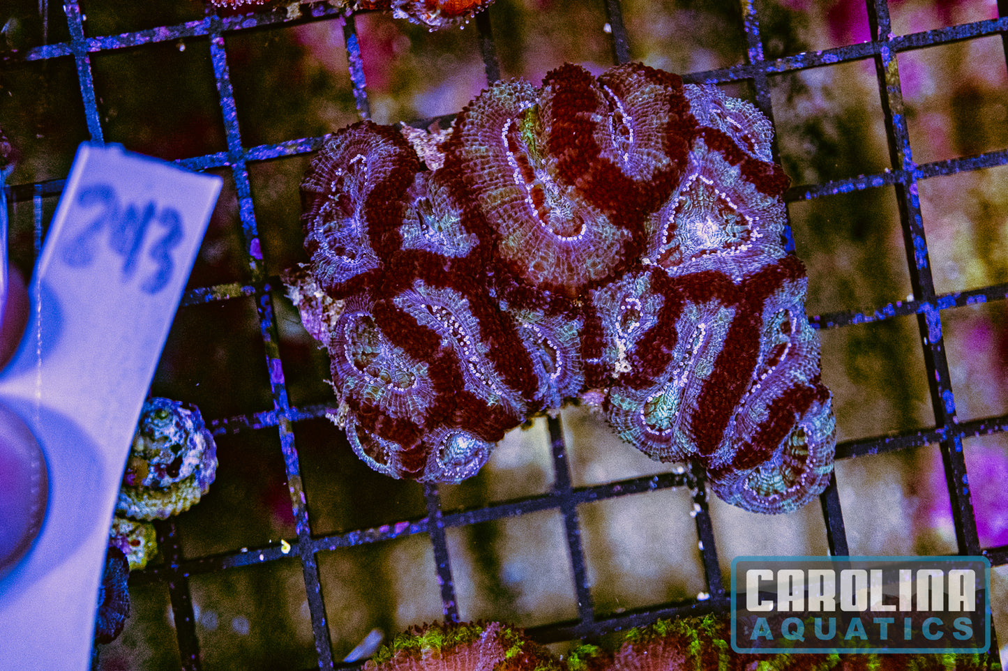 WYSIWYG 243 Acan