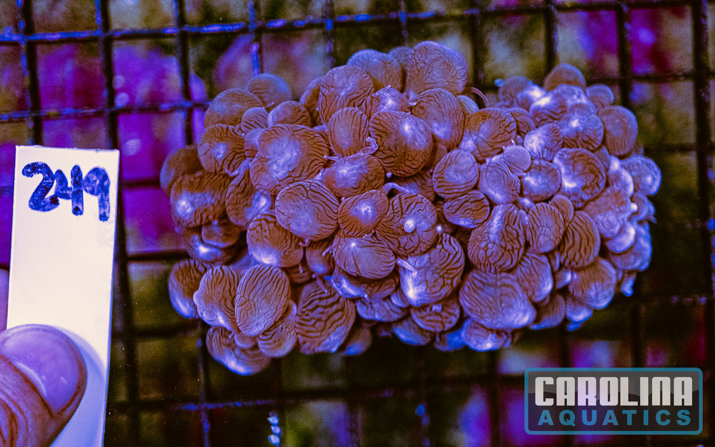 WYSIWYG 249 Bubble Coral