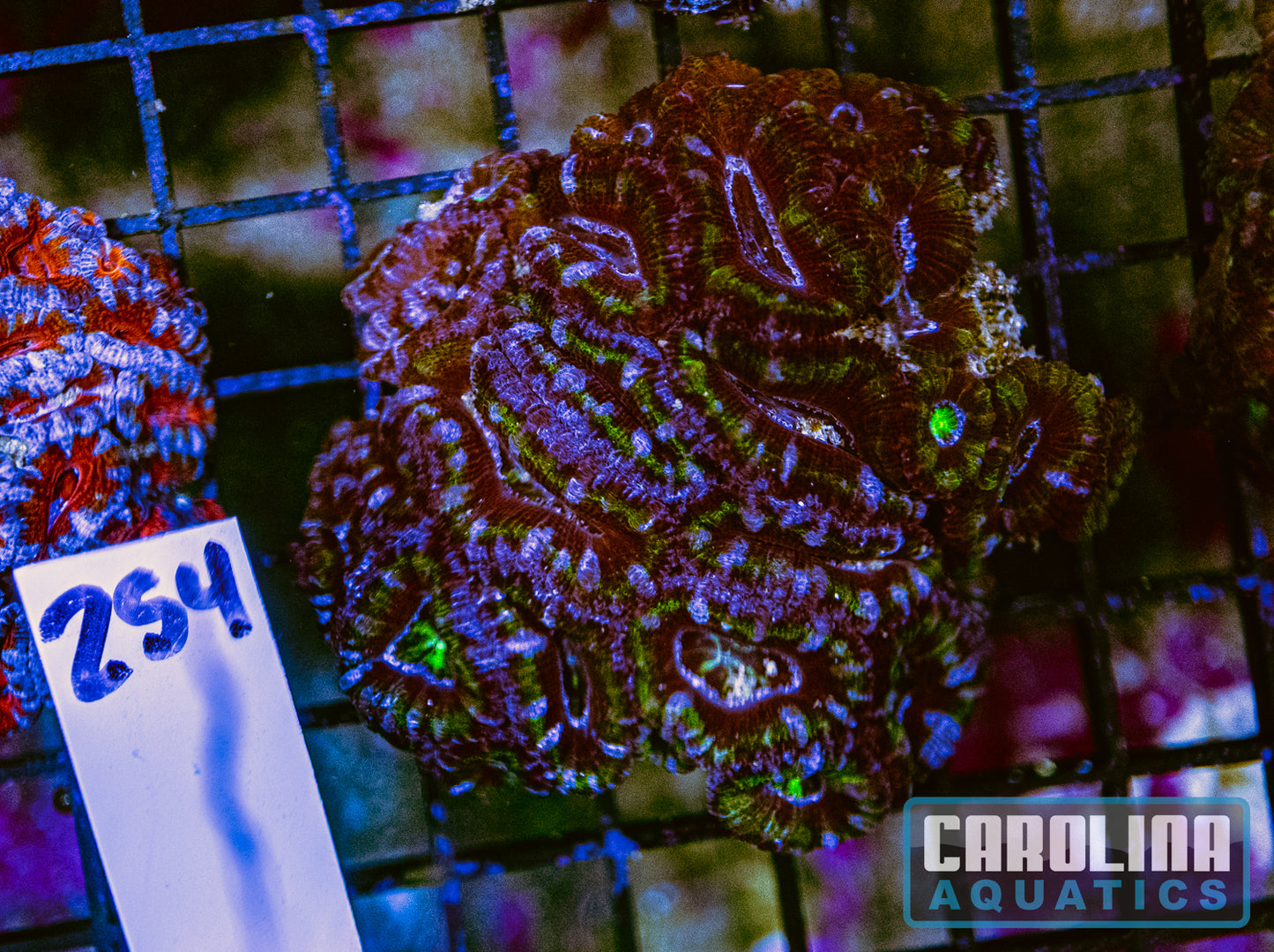 WYSIWYG 254 Acan