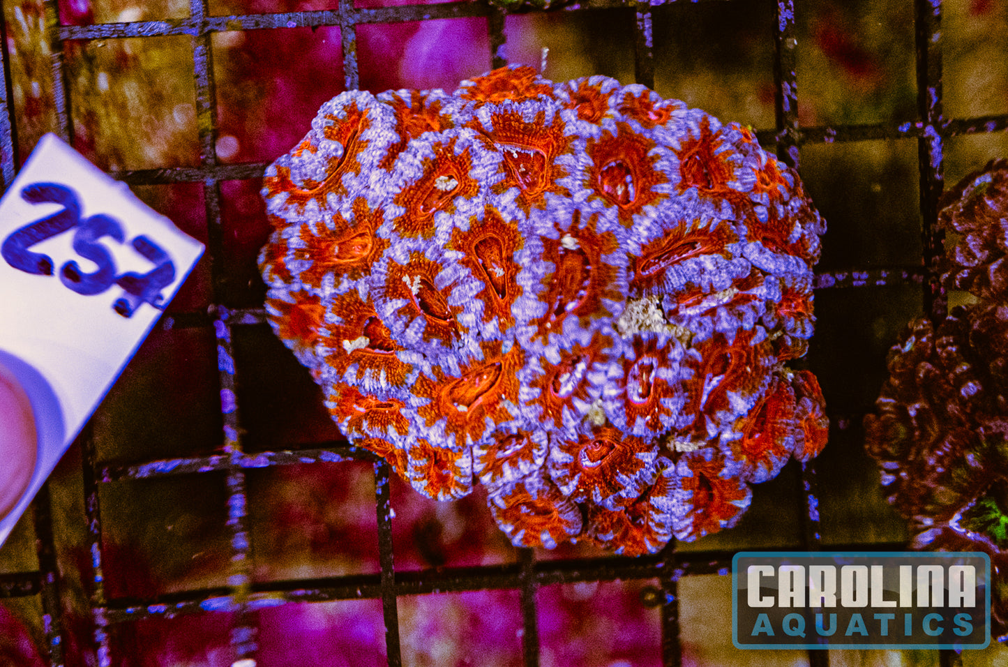 WYSIWYG 257 Acan