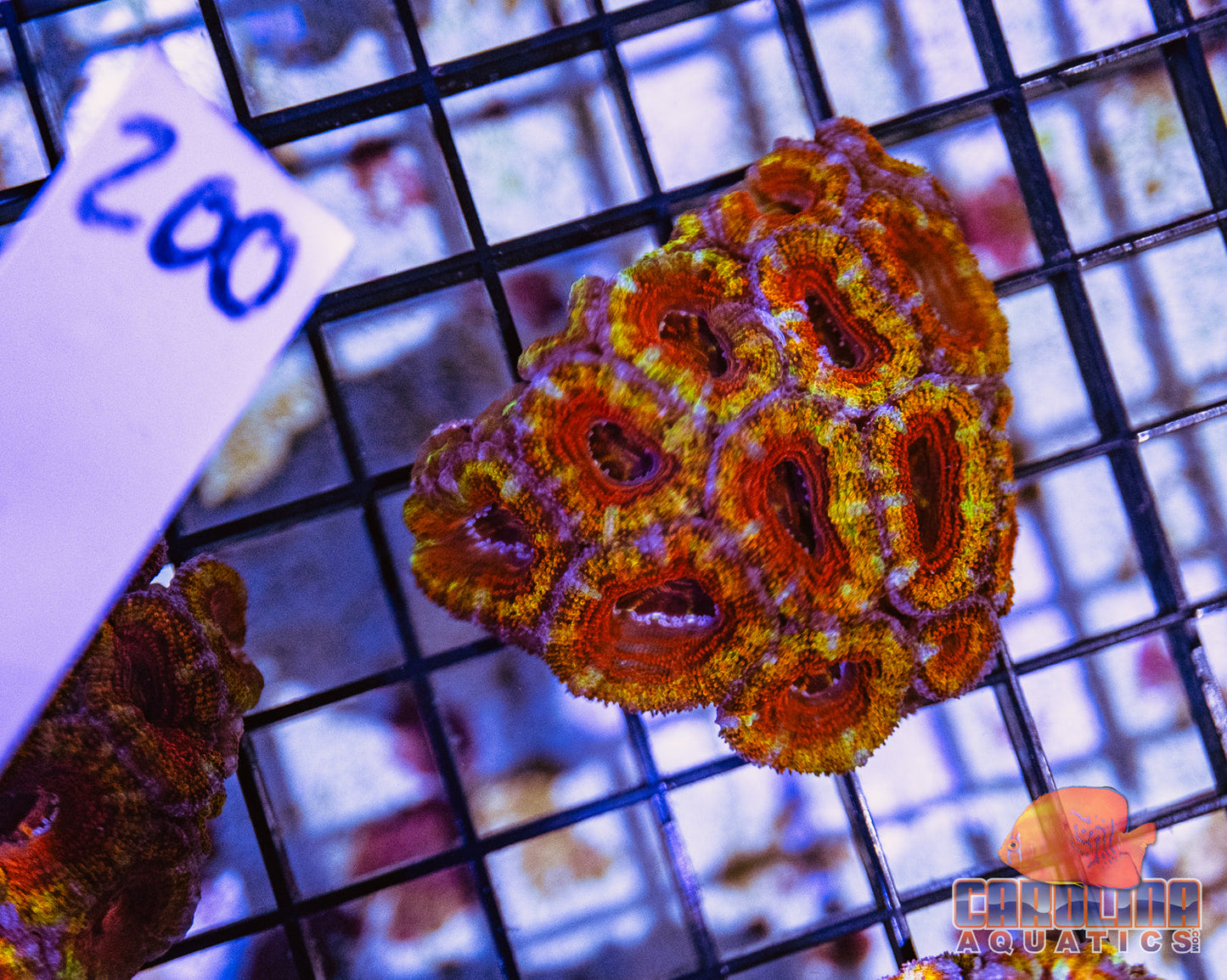WYSIWYG 200 Acan