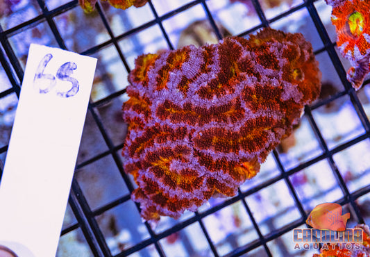 WYSIWYG 65 Acan