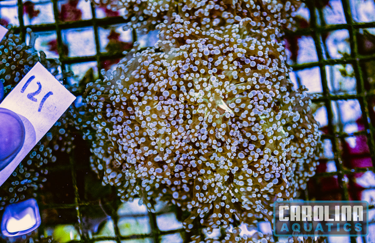 WYSIWYG 121 Frogspawn