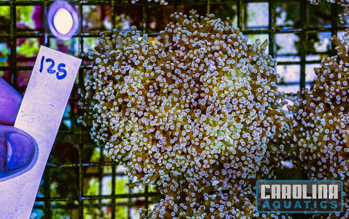 WYSIWYG 125 Frogspawn