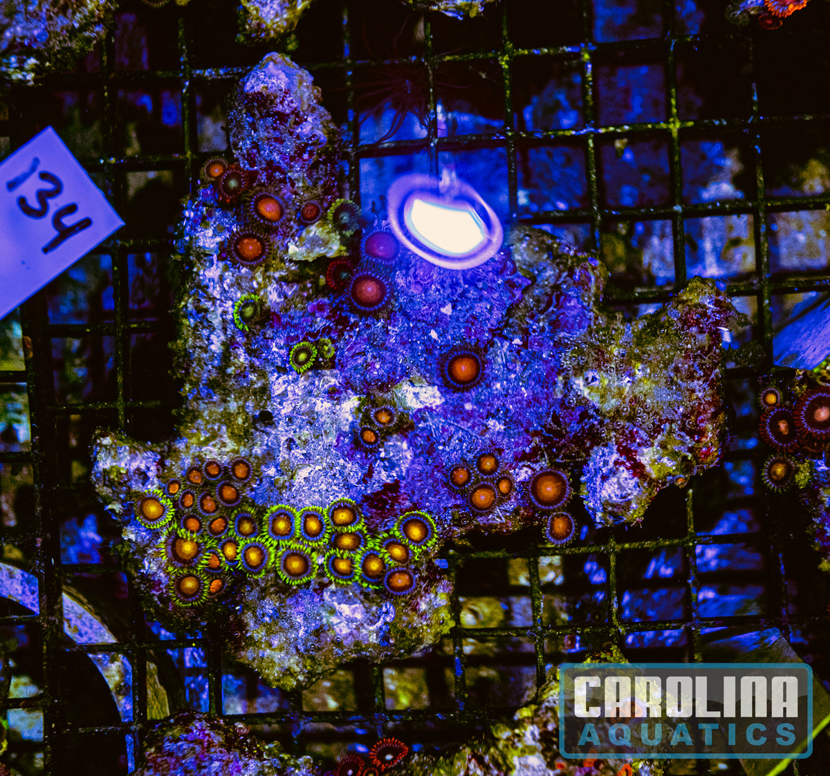 WYSIWYG 134 Fiji Zoa
