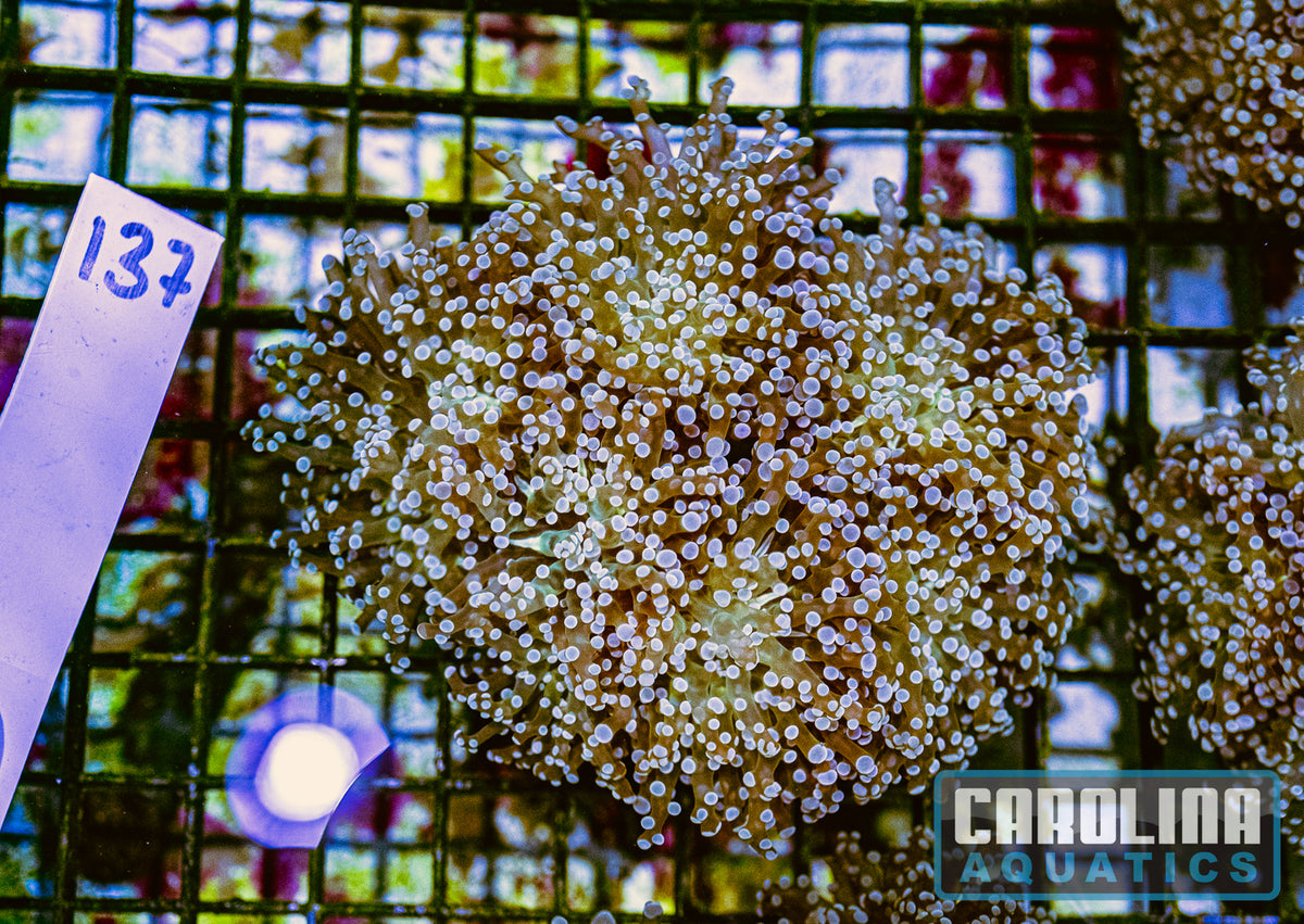 WYSIWYG 137 Frogspawn