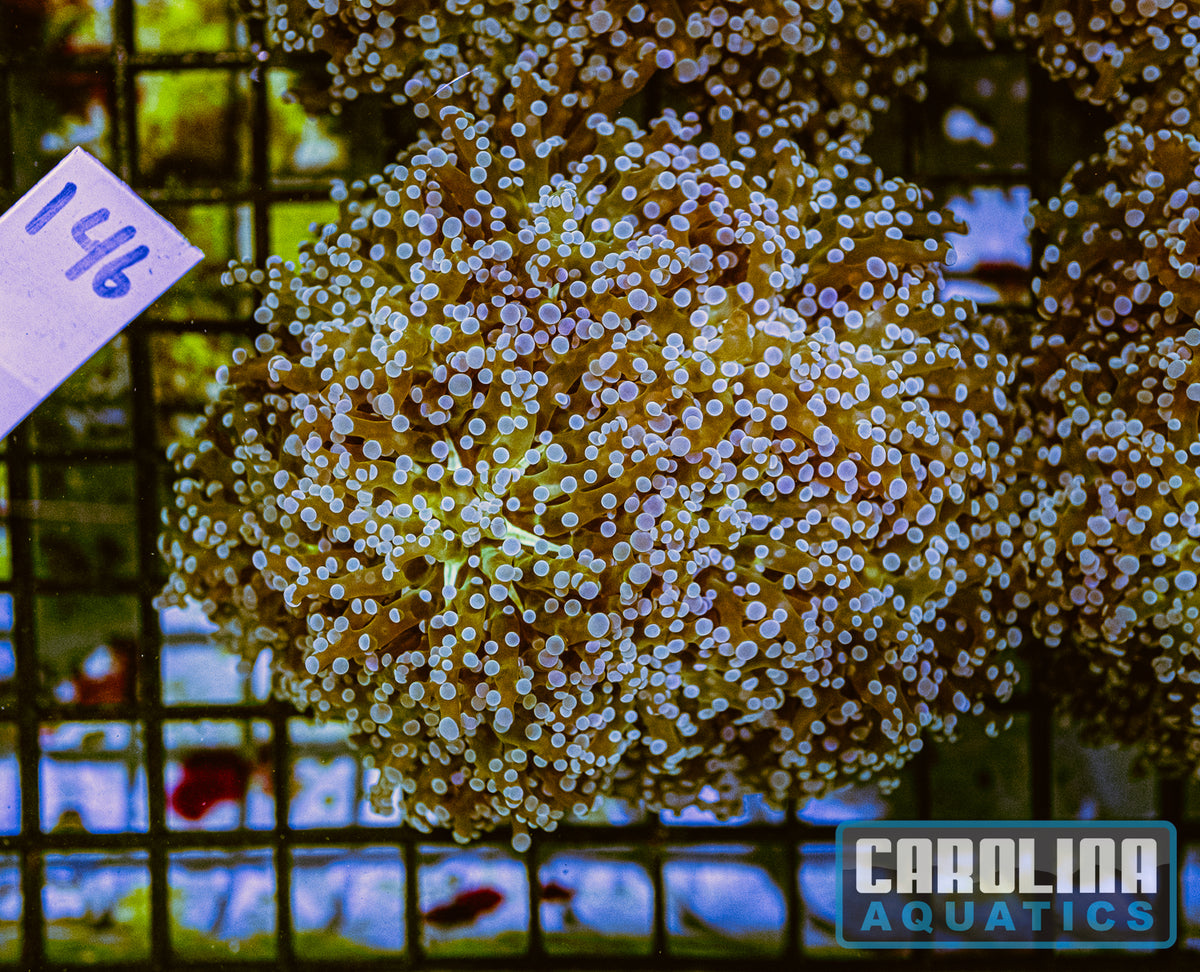 WYSIWYG 146 Frogspawn