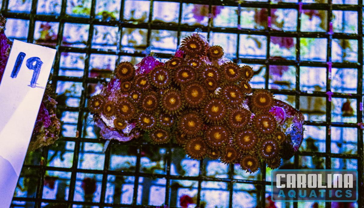 WYSIWYG 19 Zoa