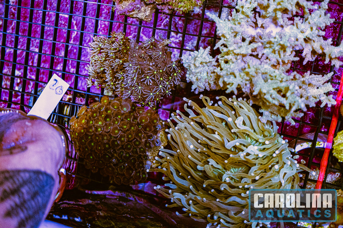 WYSIWYG 20 Coral Lot (24pcs)