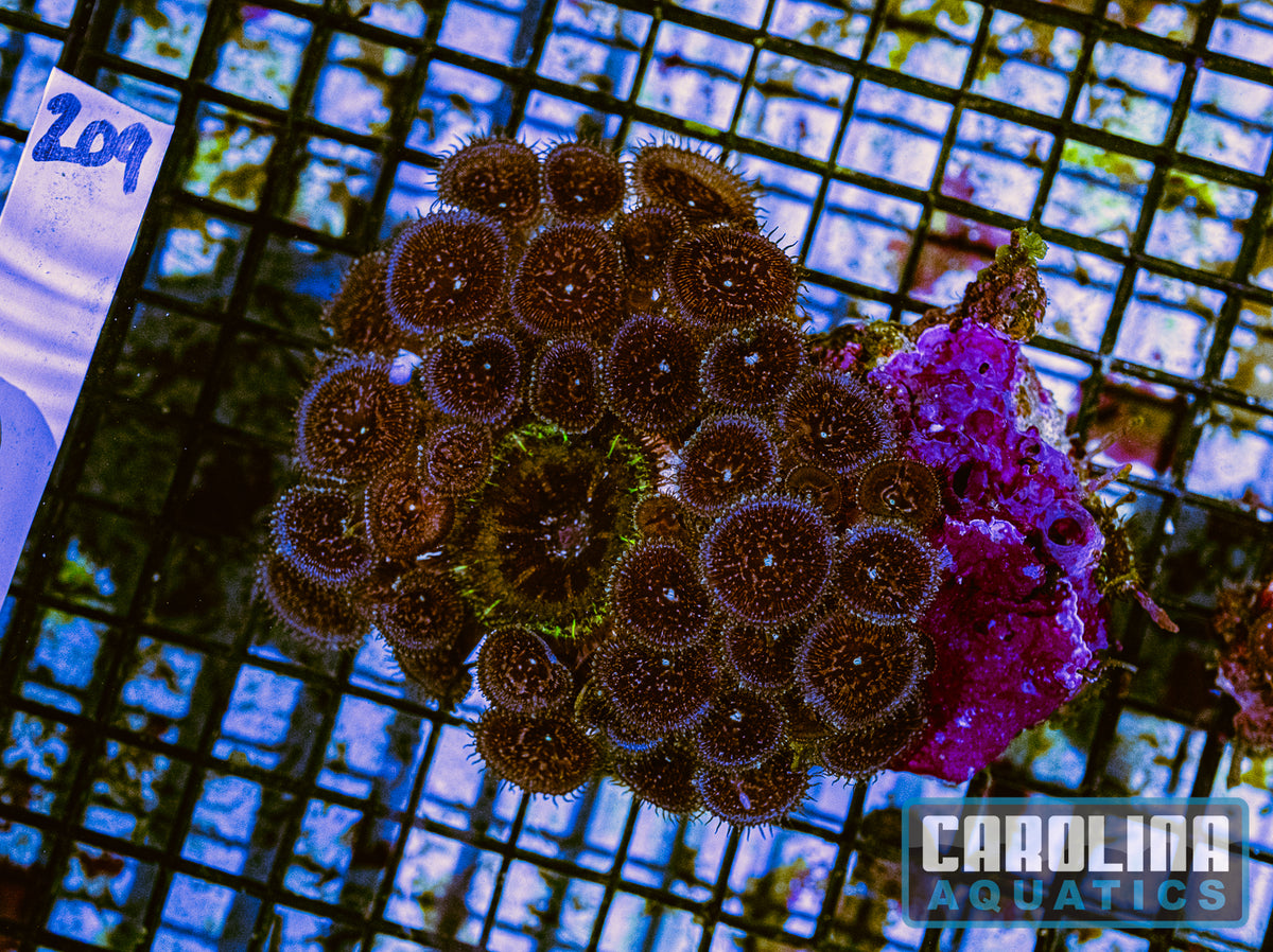 WYSIWYG 209 Button Polyp