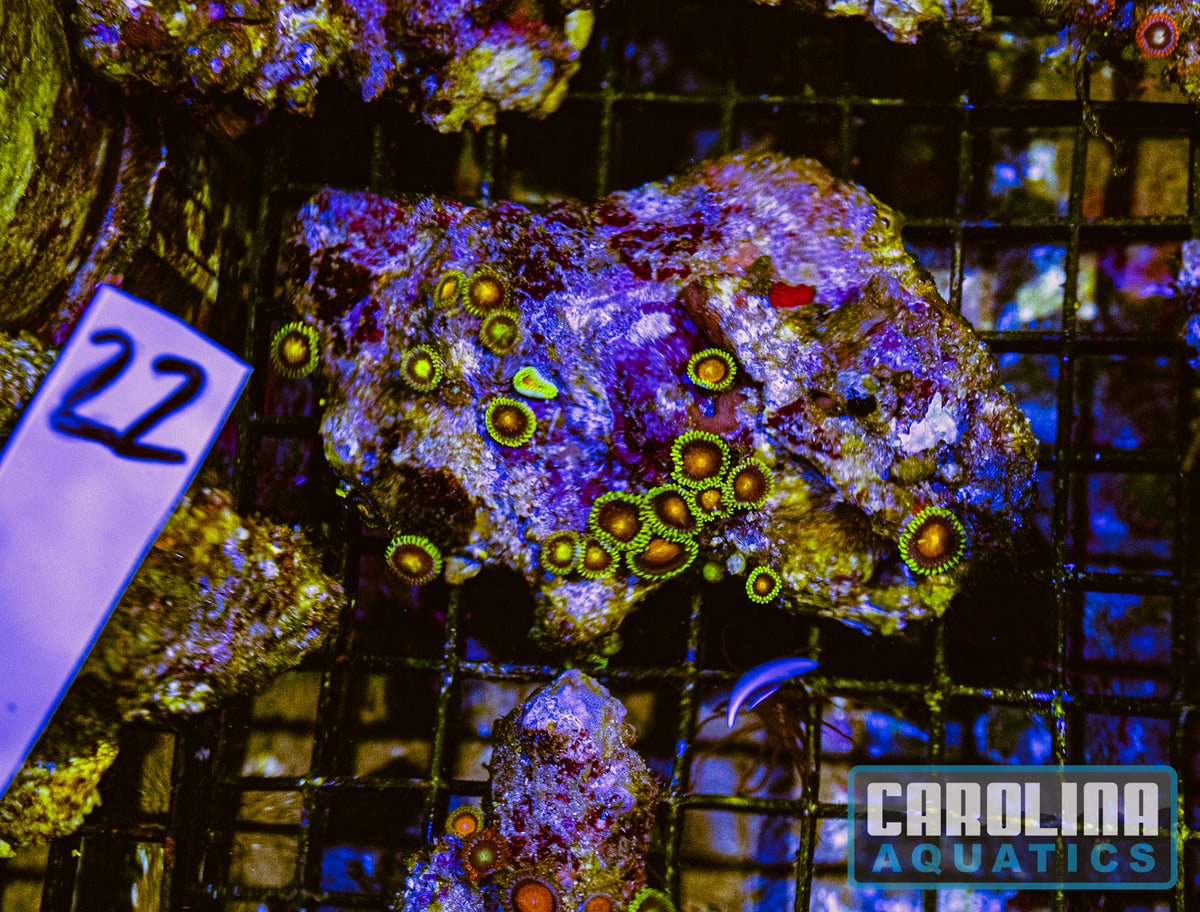 WYSIWYG 22 Fiji Zoa