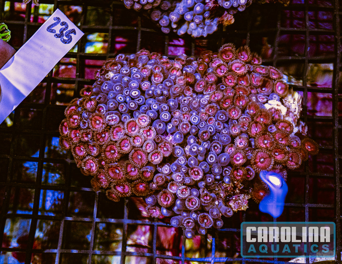 WYSIWYG 235 Pink Zoa