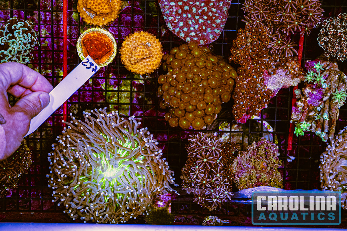 WYSIWYG 237 Coral Lot (23pcs)
