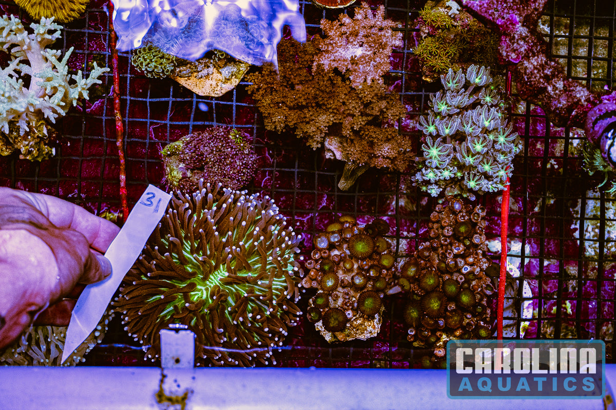WYSIWYG 31 Coral Lot (24pcs)