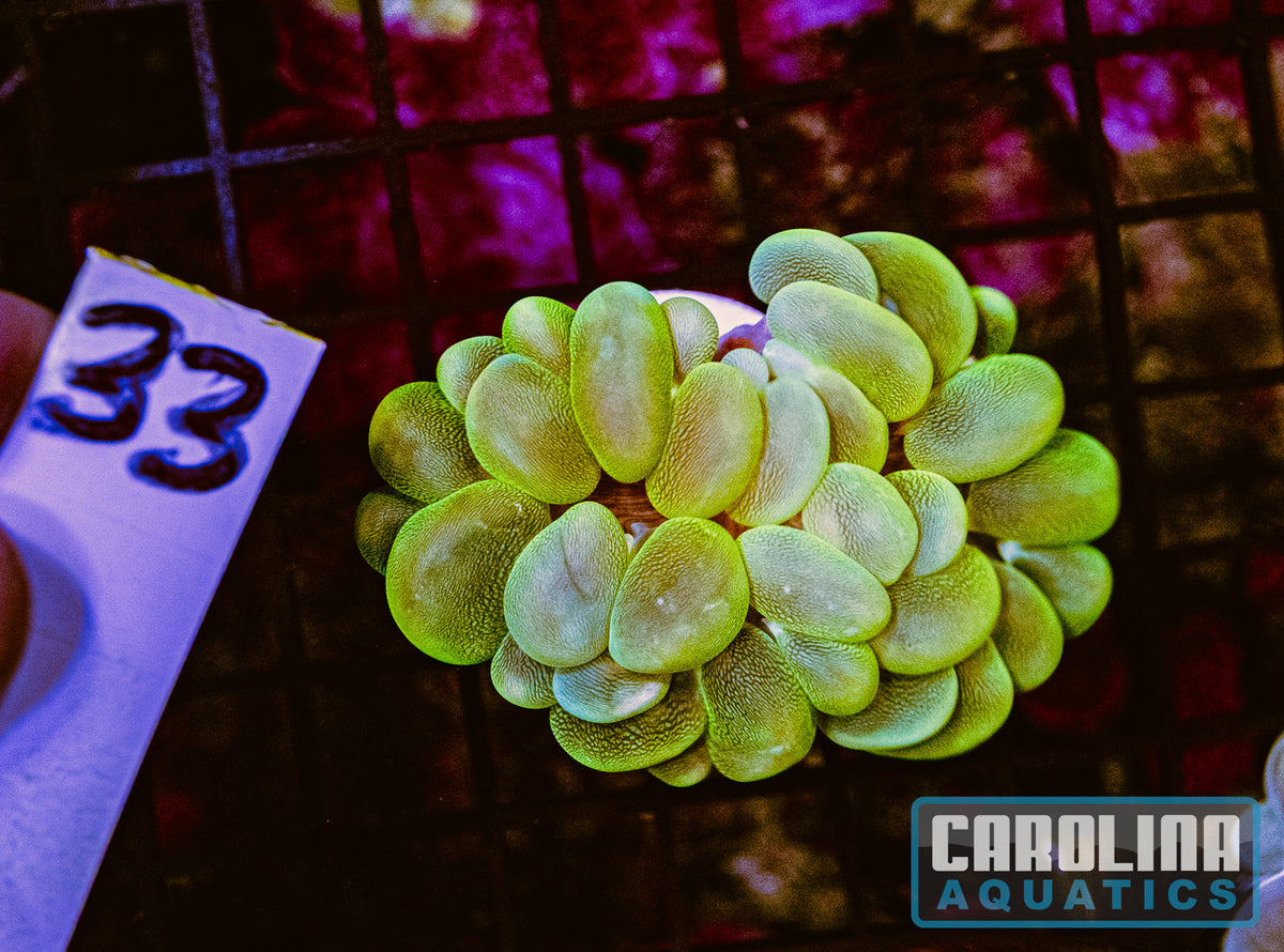 WYSIWYG 33 Bubble Coral