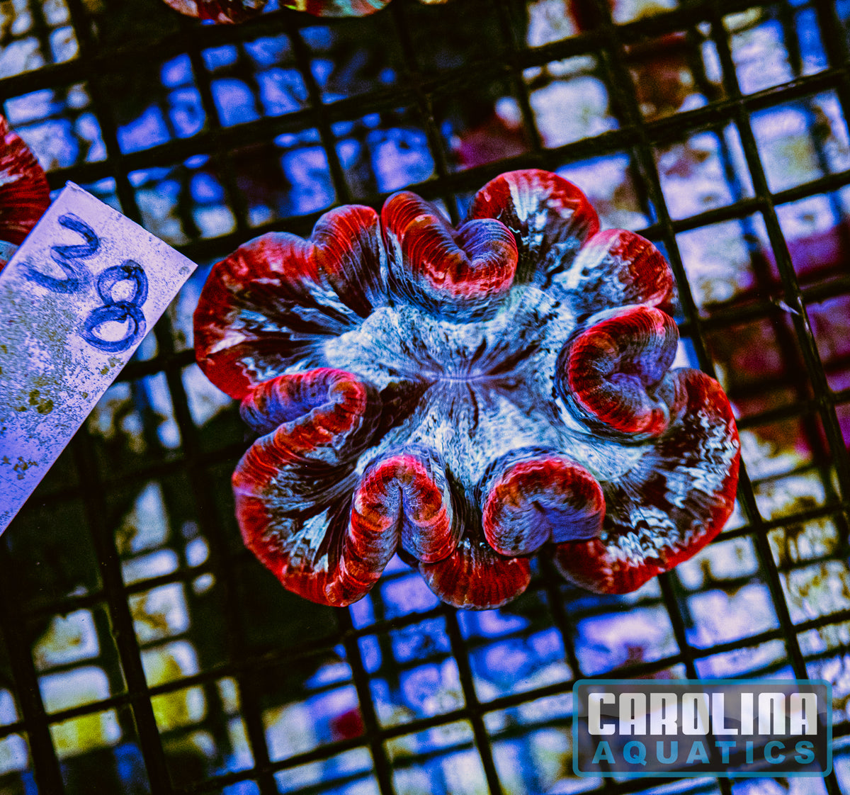 WYSIWYG 38 Wells Brain