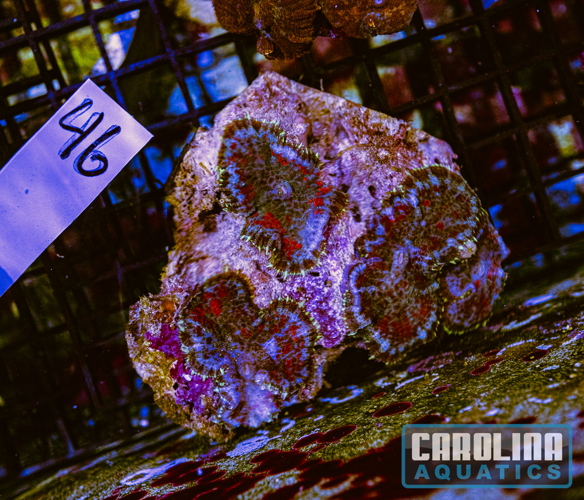 WYSIWYG 46 Mushroom