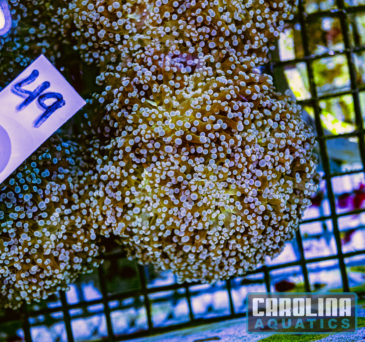 WYSIWYG 49 Frogspawn
